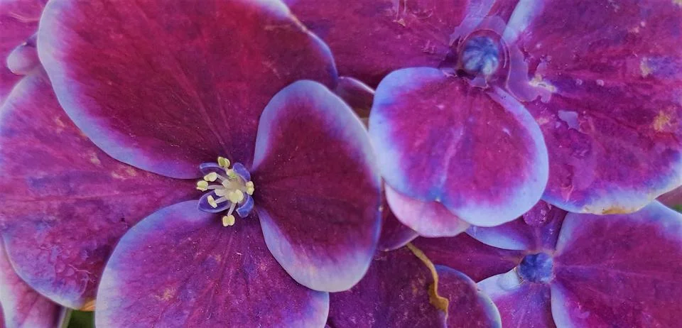 HYDRANGEA FLOWER PLANTS Fotos Stock