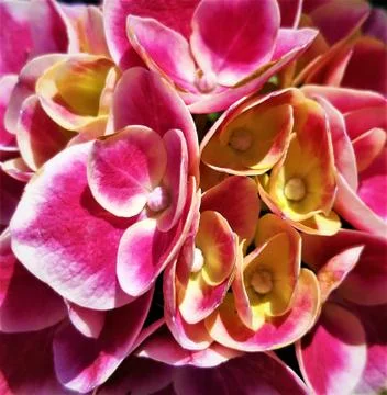 HYDRANGEA FLOWER PLANTS Fotos Stock