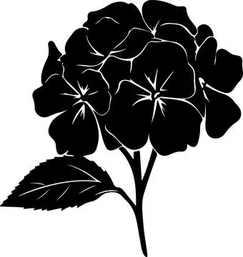Hydrangea Flower Silhouette Vector Illustration White Background Stock Illustration