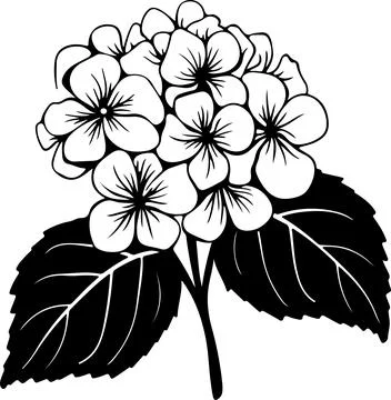 Hydrangea Flower Silhouette Vector Illustration White Background Stock Illustration