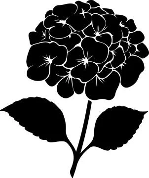 Hydrangea Flower Silhouette Vector Illustration White Background Stock Illustration