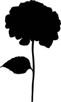 Hydrangea Flower Silhouette Vector Illustration White Background Stock Illustration