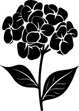Hydrangea Flower Silhouette Vector Illustration White Background Иллюстрация