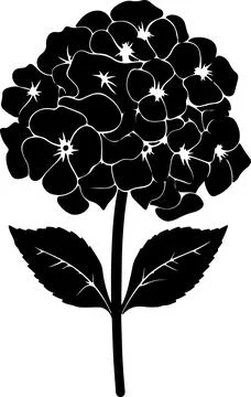 Hydrangea Flower Silhouette Vector Illustration White Background Stock Illustration