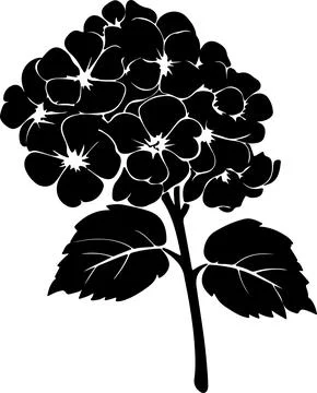 Hydrangea Flower Silhouette Vector Illustration White Background Stock Illustration