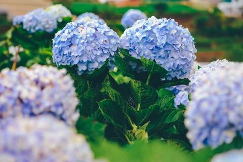 Hydrangea  flower with soft selective focus and soft background. Stock Photos
