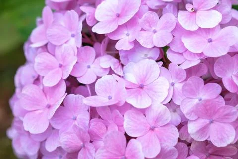 Hydrangea flower with soft selective focus and soft background. Stock Photos