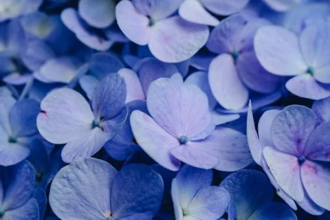 Hydrangea flower with soft selective focus and soft background. Stock Photos