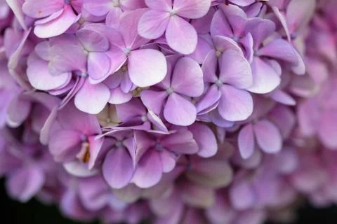 Hydrangea flower with soft selective focus and soft background. Stock Photos