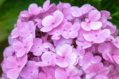 Hydrangea flower with soft selective focus and soft background. Stock Photos