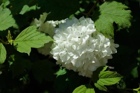 Hydrangea flower in the spring season Stock Photos