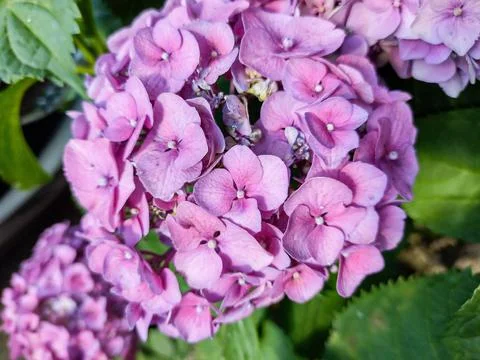 Hydrangea flower in the summer. Closeup Фото