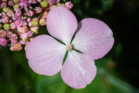An hydrangea flower in summer Foto stock