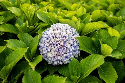 Hydrangea flower surrounded by lush leaves 스톡 사진
