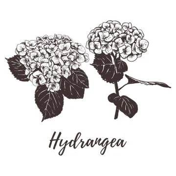 Hydrangea flower vector illustration. Stock Illustration