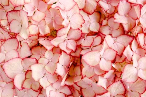 Hydrangea flower on the white background. Flat lay, top view Stock Photos