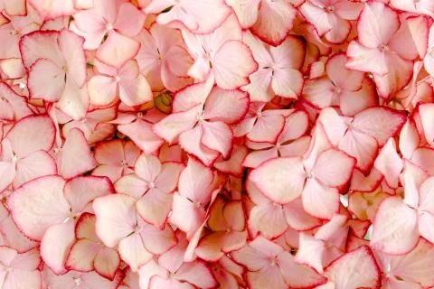 Hydrangea flower on the white background. Flat lay, top view Stock Photos