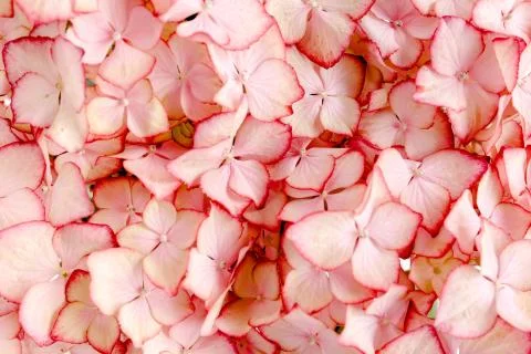 Hydrangea flower on the white background. Flat lay, top view Stock Photos