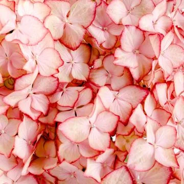 Hydrangea flower on the white background. Flat lay, top view Stock Photos