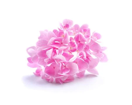 Hydrangea flower on white background Stock Photos