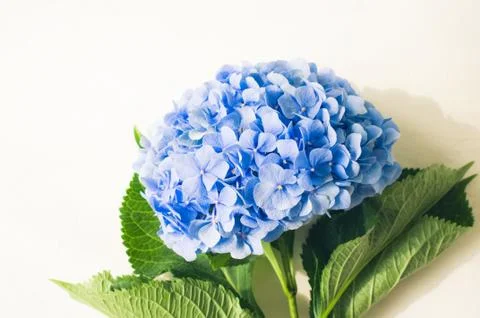 Hydrangea flower on a white colored background. Copy space. Stock Photos