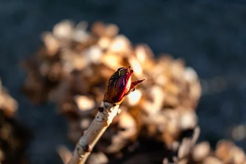 Hydrangea flower in winter Stockfoto's