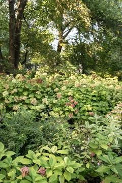 Hydrangea flowerbed with pink flowers. 库存照片