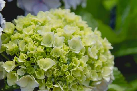 Hydrangea flowerhead blooming Foto stock