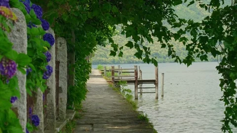 Hydrangea Flowers Along Peaceful Lakeside Path with Calm Rippling Water Stock-Footage 340896293