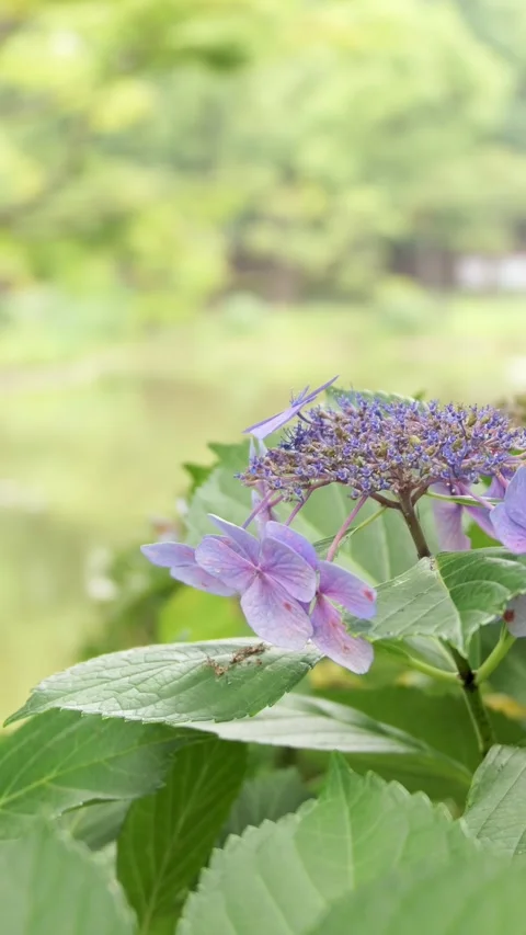 Hydrangea Flowers and Leaves Swaying in Wind vertical video Stock Footage 339768690