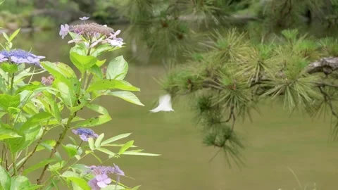 Hydrangea flowers and pine tree swaying by garden pond Stock Footage 339768679
