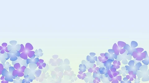 Hydrangea Flowers Animation Purple and Blue Petals Growing on Blue Background Видео 335189576