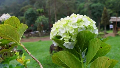 Hydrangea flowers are blooming in the garden Stock Footage 318563892