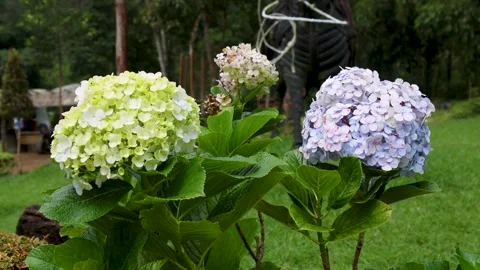 Hydrangea flowers are blooming in the garden Stock Footage 318563893