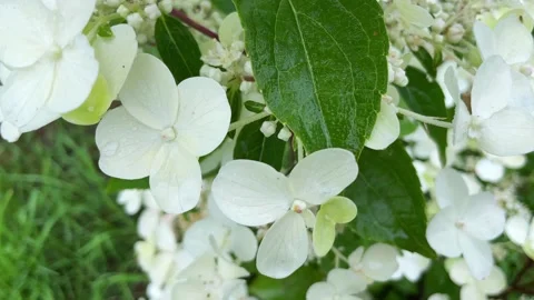 Hydrangea flowers are very unique. Stock Footage 234243803