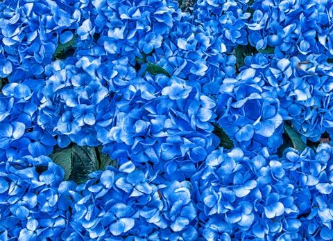 Hydrangea Flowers Background Stock Photos