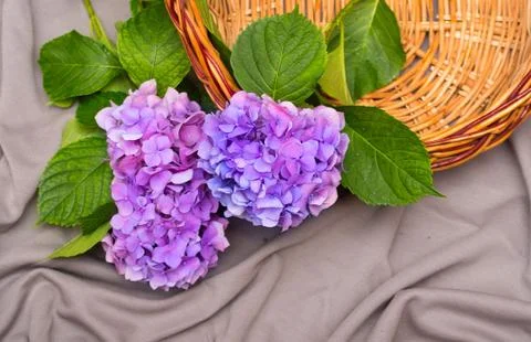 Hydrangea flowers with a basket Stock Photos