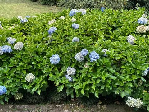 Hydrangea flowers in bloom Stock Photos