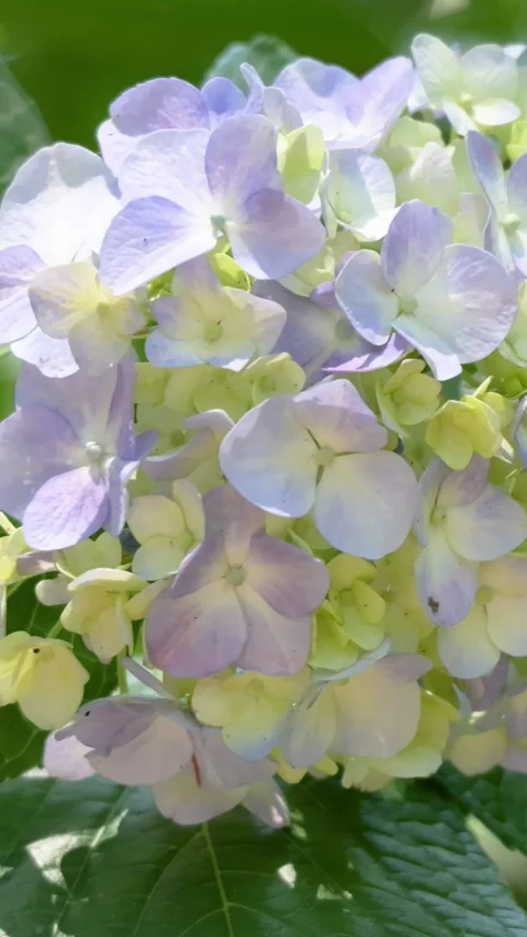 Hydrangea flowers blooming and swaying gently in the breeze Видео 336297325