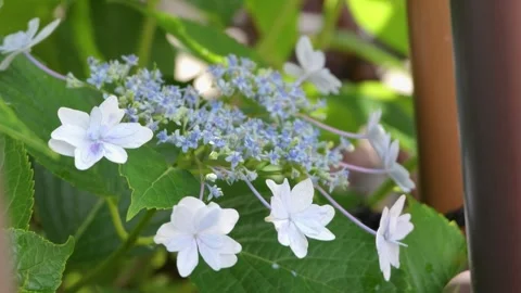 Hydrangea Flowers Blooming and Swaying in Summer Breeze 動画素材 336883223