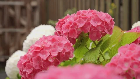 Hydrangea flowers blooming Stock Footage 317459577