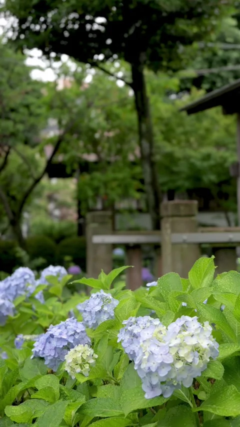 Hydrangea Flowers Blooming in Garden After Rain vertical video Видео 336786424