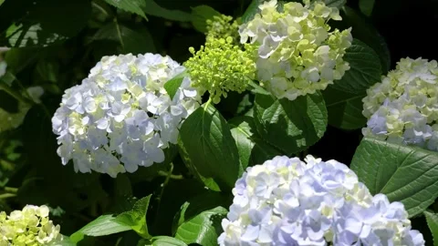 Hydrangea Flowers Blooming in Lush Green Garden Видео 336242550