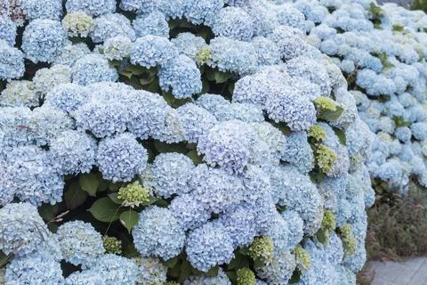 Hydrangea flowers blooming in spring Foto stock