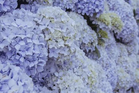 Hydrangea flowers blooming in spring Foto stock