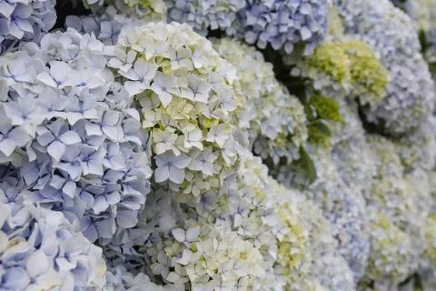 Hydrangea flowers blooming in spring Stock Photos