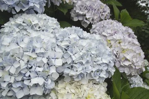 Hydrangea flowers blooming in spring Stock Photos