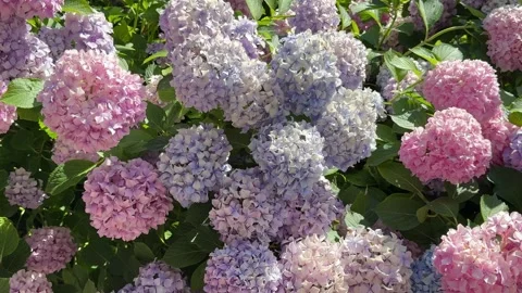 Hydrangea flowers blue purple pink hortensia Stock Footage 337751346
