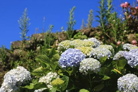 Hydrangea flowers with blue sky Stock Photos
