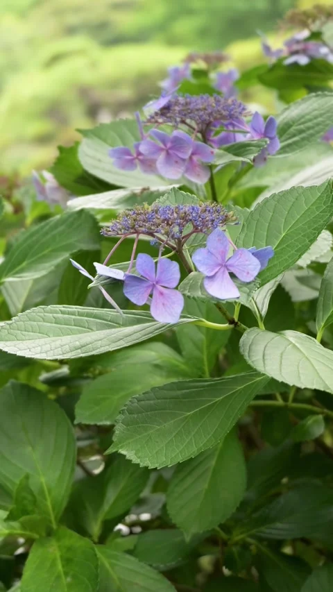 Hydrangea Flowers in the breeze ,vertical video Stock Footage 339768692